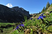 15 Genziana primaticcia (Gentiana vernus)